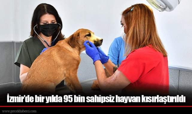 İzmir’de bir yılda 95 bin sahipsiz hayvan kısırlaştırıldı