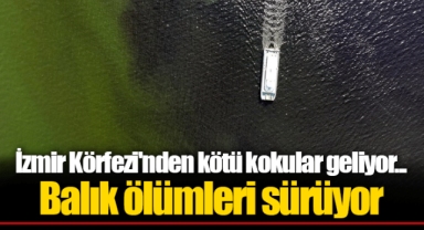 İzmir Körfezi'nden kötü kokular geliyor... Balık ölümleri sürüyor