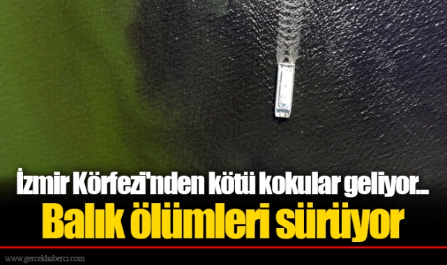 İzmir Körfezi'nden kötü kokular geliyor... Balık ölümleri sürüyor