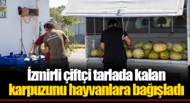 İzmirli çiftçi tarlada kalan karpuzunu hayvanlara bağışladı