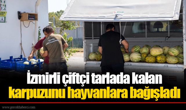 İzmirli çiftçi tarlada kalan karpuzunu hayvanlara bağışladı