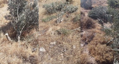 Karaburun’da yine zeytin katliamı