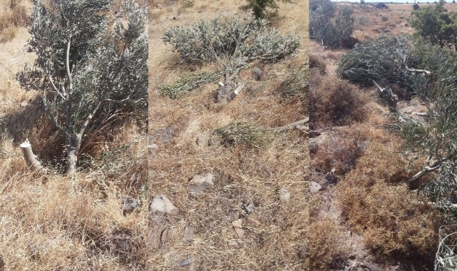 Karaburun’da yine zeytin katliamı