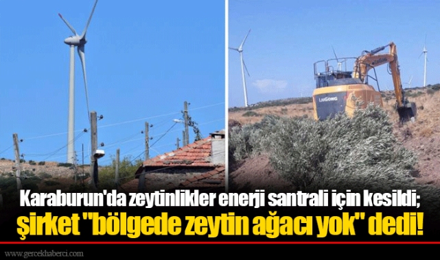 Karaburun'da zeytinlikler enerji santrali için kesildi; şirket "bölgede zeytin ağacı yok" dedi!