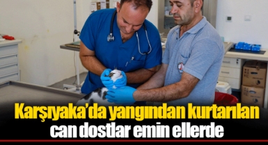 Karşıyaka’da yangından kurtarılan can dostlar emin ellerde