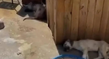Katliamın Adresi Yine Ankara: 5 Köpek Ölü Bulundu, Zehirlendikleri İddia Edildi