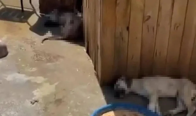 Katliamın Adresi Yine Ankara: 5 Köpek Ölü Bulundu, Zehirlendikleri İddia Edildi