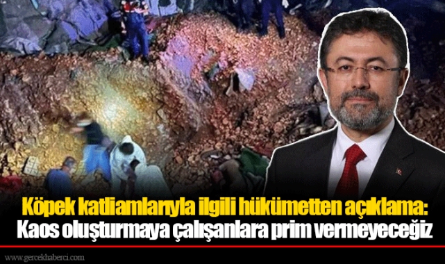 Köpek katliamlarıyla ilgili hükümetten açıklama: Kaos oluşturmaya çalışanlara prim vermeyeceğiz