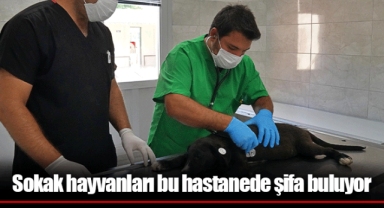 Sokak hayvanları bu hastanede şifa buluyor