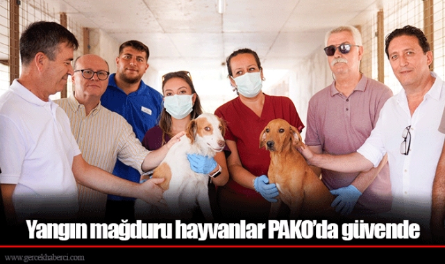 Yangın mağduru hayvanlar PAKO’da güvende