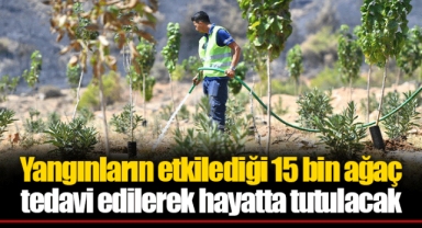 Yangınların etkilediği 15 bin ağaç tedavi edilerek hayatta tutulacak