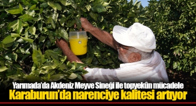 Yarımada’da Akdeniz Meyve Sineği ile topyekûn mücadele