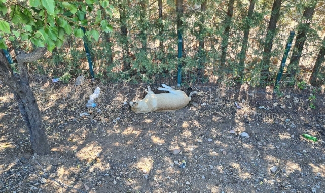 Ankara Gölbaşı'ndaki bir sitede 8 köpeğin zehirlenerek öldürüldüğü iddiası