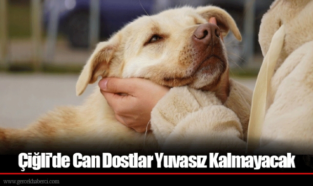 Çiğli'de Can Dostlar Yuvasız Kalmayacak