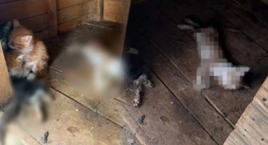 Barınağında ölü hayvanlar bulunan belediye başkanı: 151 köpek ve 144 kedi çalındı