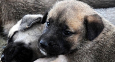 Hayvanlara yönelik şiddet devam ediyor: Mamak'ta 7 köpeğin cansız bedenine ulaşıldı