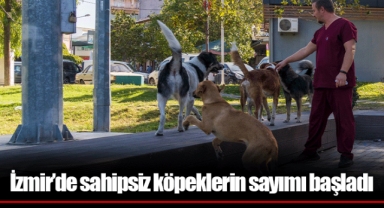 İzmir’de sahipsiz köpeklerin sayımı başladı