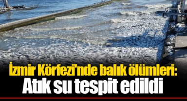 İzmir Körfezi'nde balık ölümleri: Atık su tespit edildi
