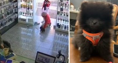 Mersin'de iki kızın severken öldürdüğü köpeğe 'otopsi' yapılacak