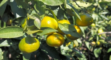 Satsuma mandalinanın ihracat yolculuğu 18 Ekim’de başlıyor