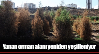 Yanan orman alanı yeniden yeşilleniyor