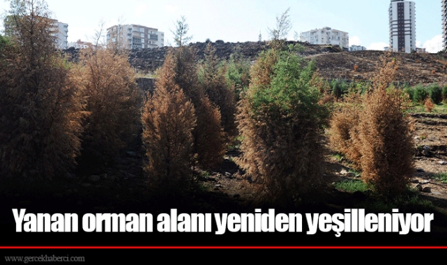 Yanan orman alanı yeniden yeşilleniyor