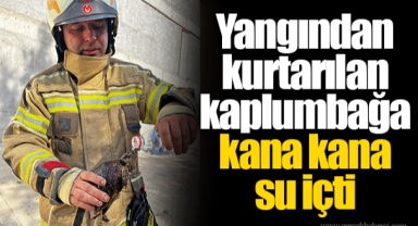 Yangından kurtarılan kaplumbağa kana kana su içti
