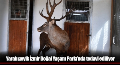 Yaralı geyik İzmir Doğal Yaşam Parkı’nda tedavi ediliyor