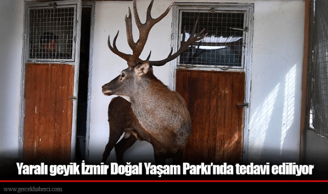Yaralı geyik İzmir Doğal Yaşam Parkı’nda tedavi ediliyor