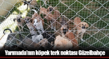 Yarımada’nın köpek terk noktası Güzelbahçe