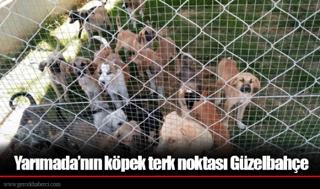 Yarımada’nın köpek terk noktası Güzelbahçe