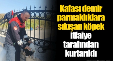 Kafası demir parmaklıklara sıkışan köpek itfaiye tarafından kurtarıldı