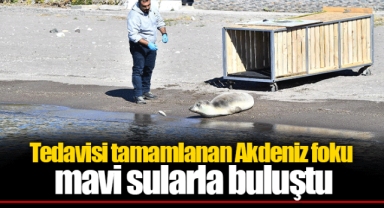 Tedavisi tamamlanan Akdeniz foku mavi sularla buluştu
