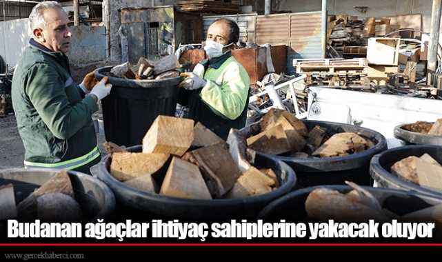 Budanan ağaçlar ihtiyaç sahiplerine yakacak oluyor