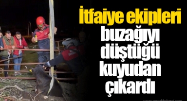 İtfaiye ekipleri buzağıyı düştüğü kuyudan çıkardı