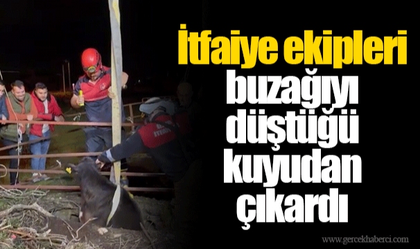 İtfaiye ekipleri buzağıyı düştüğü kuyudan çıkardı