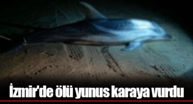 İzmir'de ölü yunus karaya vurdu