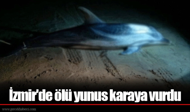 İzmir'de ölü yunus karaya vurdu