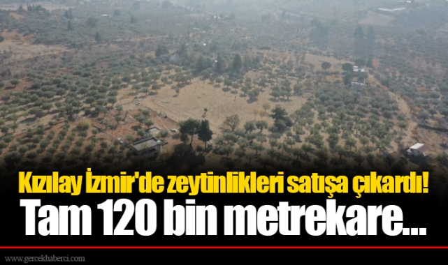 Kızılay İzmir'de zeytinlikleri satışa çıkardı! Tam 120 bin metrekare...