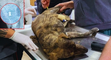 Muğla'da Kan Donduran Vahşet: Köpeğin Anüsüne Tüfek Sokup Ateşlemişler!