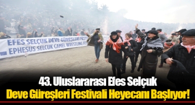 43. Uluslararası Efes Selçuk Deve Güreşleri Festivali Heyecanı Başlıyor!