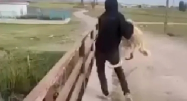 Eskişehir’de sokak köpeğini köprüden atan şahıslar hakkında işlem başlatıldı