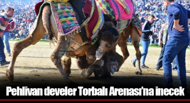 Pehlivan develer Torbalı Arenası’na inecek