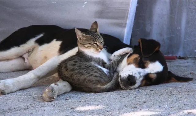 Yaşam hakkı savunucuları, 30 Ocak'ta 'katliam yasası'na karşı sokakta