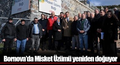 Bornova’da Misket Üzümü yeniden doğuyor