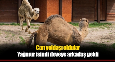 Can yoldaşı oldular