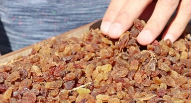 Türkiye Yolladı, Avrupa 'Zehir Saçıyor' Dedi