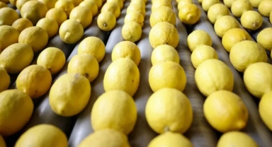 Limon ihracat yasağı sadece bir gün sürdü