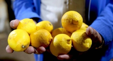 Limon ihracatı geçici süreyle durduruldu
