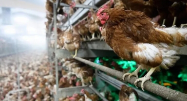 Meksika’da kuş gribinden ilk ölüm kayda geçti